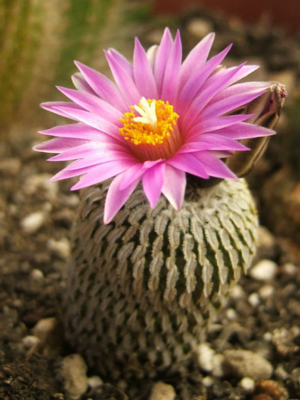Turbinicarpus pseudopectinatus