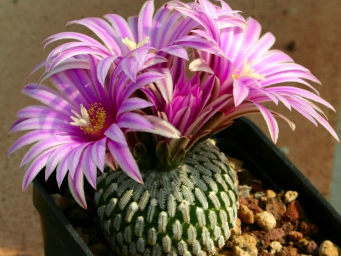 Turbinicarpus pseudopectinatus