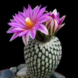 Turbinicarpus pseudopectinatus