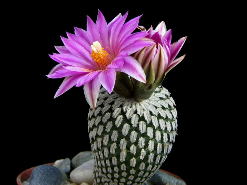 Turbinicarpus pseudopectinatus