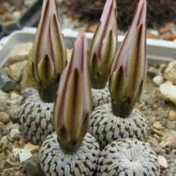 Turbinicarpus pseudopectinatus