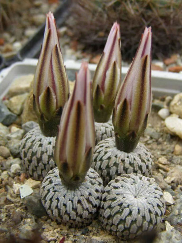 Turbinicarpus pseudopectinatus