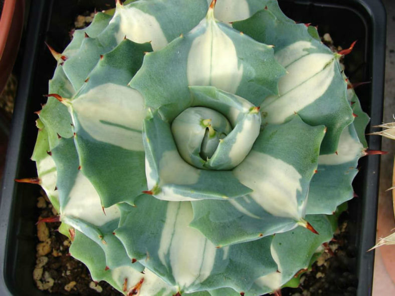 Agave isthmensis 'Ohi Raijin Shiro Nakafu' (Variegated Dwarf Butterfly Agave) aka Agave isthmensis 'Mediopicta Alba'