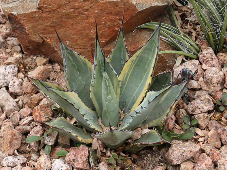 Agave parryi subsp. neomexicana 'Sunspot' - Sunspot Hardy Century Plant