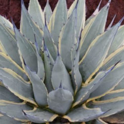Agave parryi subsp. neomexicana 'Sunspot' - Sunspot Hardy Century Plant