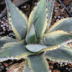 Agave parryi subsp. neomexicana 'Sunspot' - Sunspot Hardy Century Plant