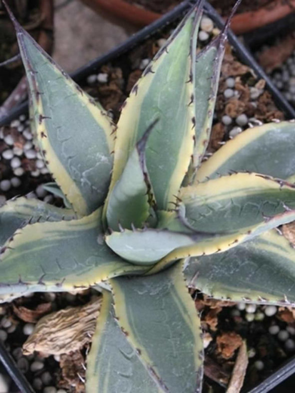 Agave parryi subsp. neomexicana 'Sunspot' - Sunspot Hardy Century Plant