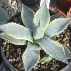Agave parryi subsp. neomexicana 'Sunspot' - Sunspot Hardy Century Plant