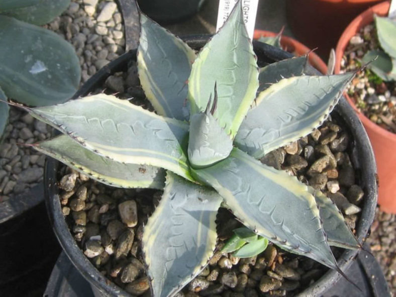 Agave parryi subsp. neomexicana 'Sunspot' - Sunspot Hardy Century Plant