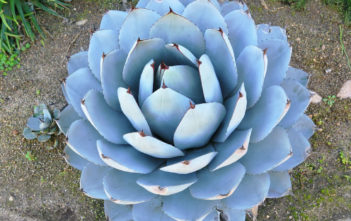 Agave parryi var. truncata 'Huntington' (Artichoke Agave) Agave parryi var. truncata 'Huntington' - Artichoke Agave
