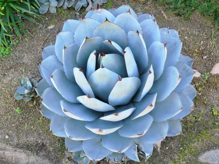 Agave parryi var. truncata 'Huntington' - Artichoke Agave