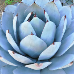 Agave parryi var. truncata 'Huntington' - Artichoke Agave