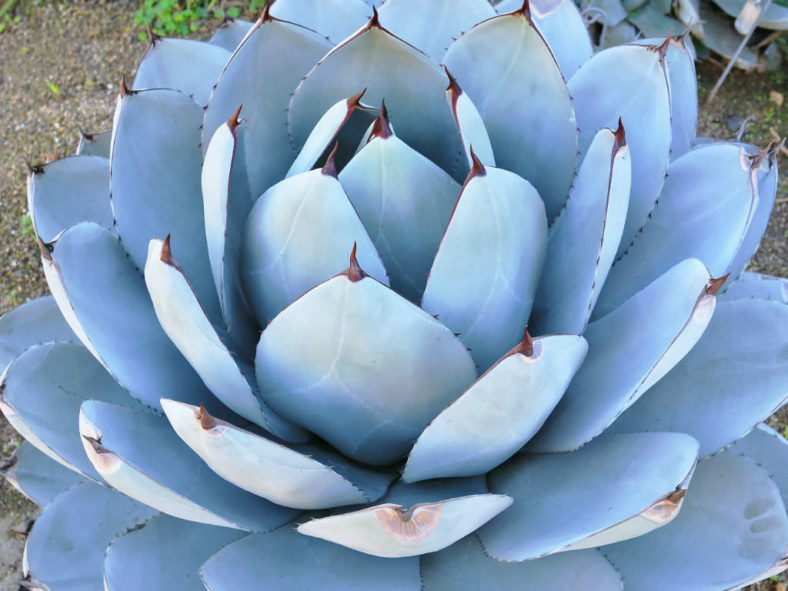 Agave parryi var. truncata 'Huntington' - Artichoke Agave