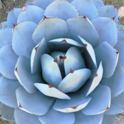 Agave parryi var. truncata 'Huntington' - Artichoke Agave