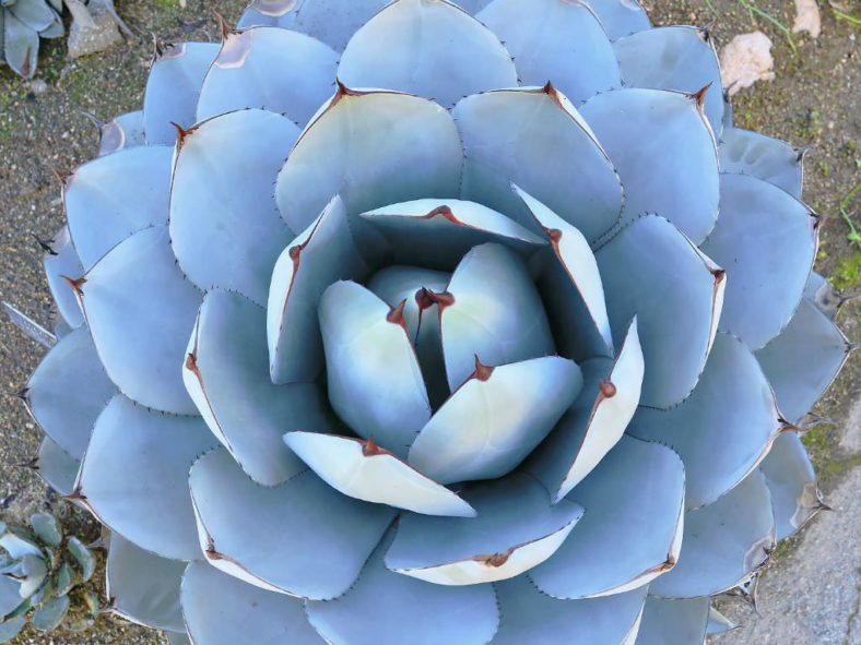 Agave parryi var. truncata 'Huntington' - Artichoke Agave