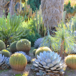 Agave parryi var. truncata 'Huntington' - Artichoke Agave