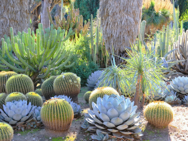 Agave parryi var. truncata 'Huntington' - Artichoke Agave