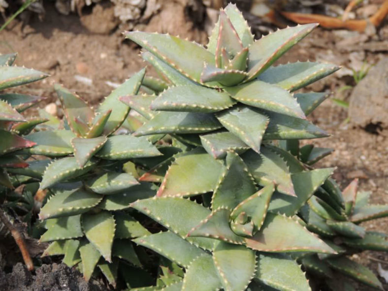 Aloe 'Hellskloof Bells'