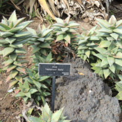 Aloe 'Hellskloof Bells'