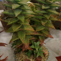 Aloe 'Hellskloof Bells'