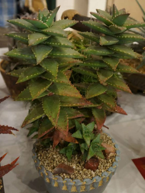 Aloe 'Hellskloof Bells'