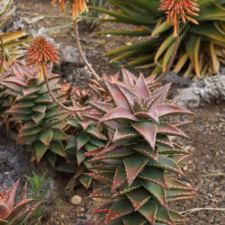 Aloe 'Hellskloof Bells'