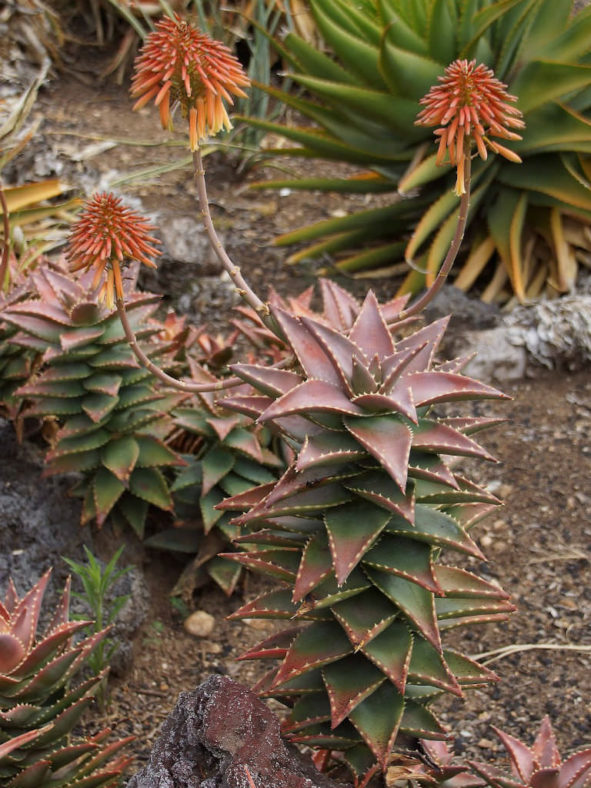 Aloe 'Hellskloof Bells'