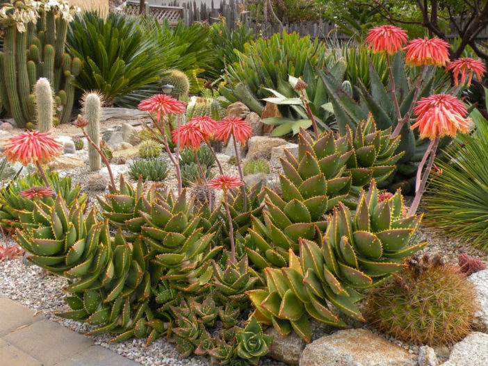 Aloe distans - Jewelled Aloe