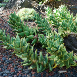 Aloe distans - Jewelled Aloe