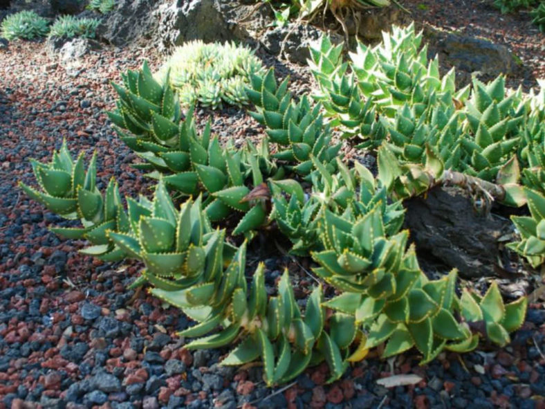 Aloe distans - Jewelled Aloe