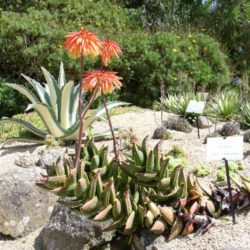 Aloe distans - Jewelled Aloe