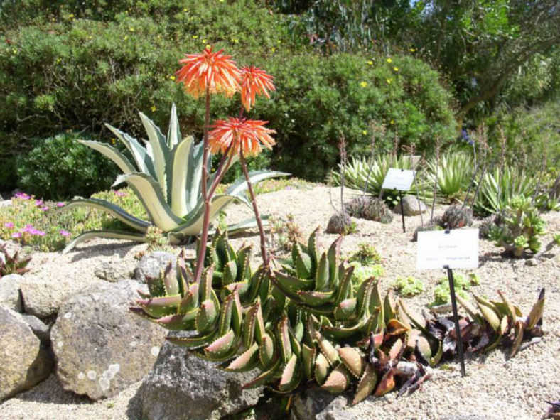 Aloe distans - Jewelled Aloe