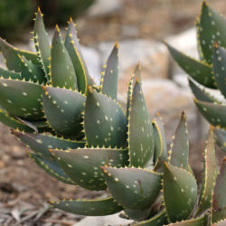 Aloe distans - Jewelled Aloe