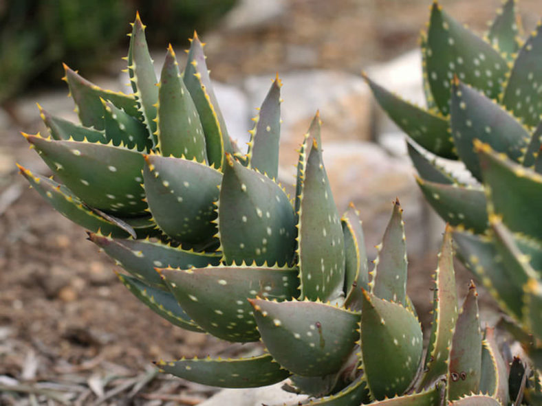 Aloe distans - Jewelled Aloe