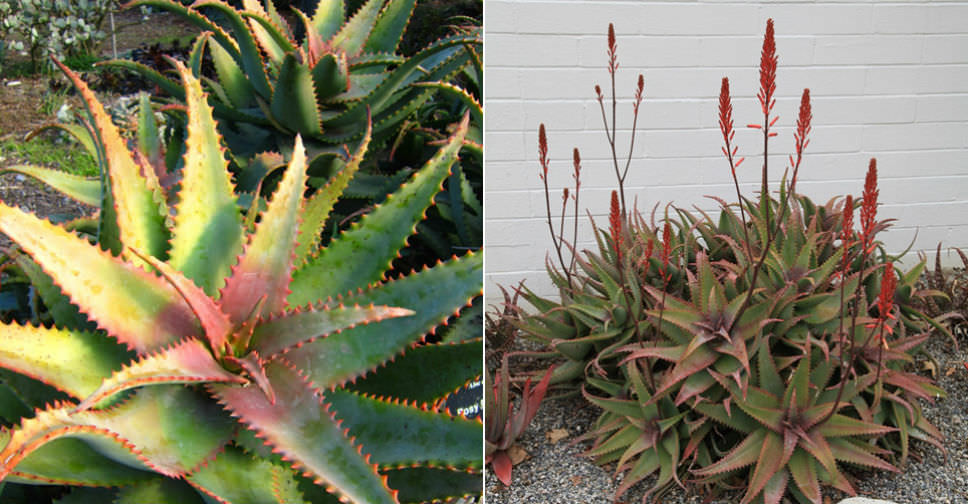 aloe vera großhandel Aloe vera (Echte Aloe) kaufen main image 1