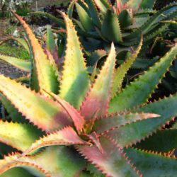 Aloe elgonica - Mt. Elgon Aloe