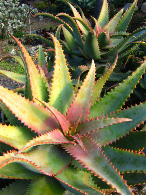 Aloe elgonica - Mt. Elgon Aloe