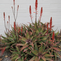 Aloe elgonica - Mt. Elgon Aloe