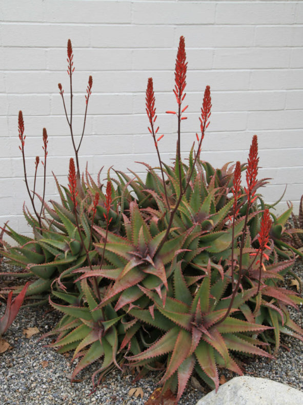 Aloe elgonica - Mt. Elgon Aloe