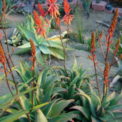 Aloe elgonica - Mt. Elgon Aloe