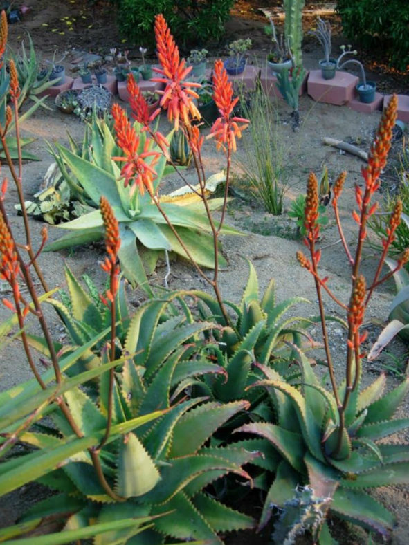 Aloe elgonica - Mt. Elgon Aloe