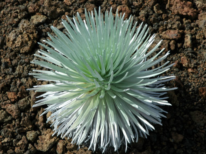 Argyroxiphium sandwicense subsp. macrocephalum- Haleakala Silversword