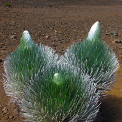 Argyroxiphium sandwicense subsp. macrocephalum- Haleakala Silversword