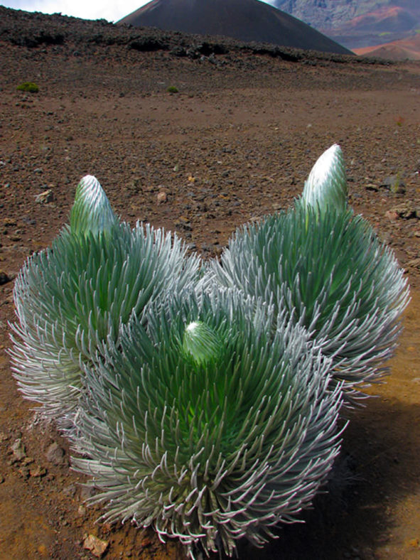 Argyroxiphium sandwicense subsp. macrocephalum- Haleakala Silversword