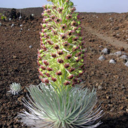 Argyroxiphium sandwicense subsp. macrocephalum- Haleakala Silversword