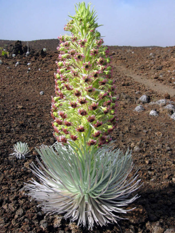 Argyroxiphium sandwicense subsp. macrocephalum- Haleakala Silversword