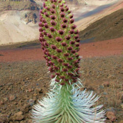 Argyroxiphium sandwicense subsp. macrocephalum- Haleakala Silversword