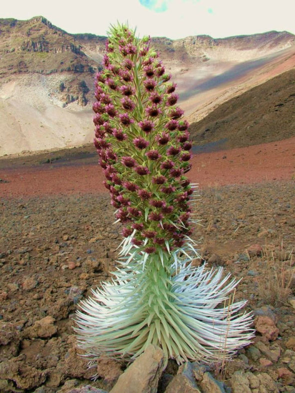 Argyroxiphium sandwicense subsp. macrocephalum- Haleakala Silversword
