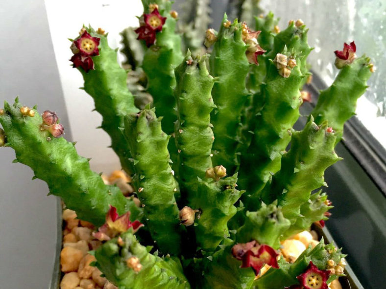 Baynesia lophophora