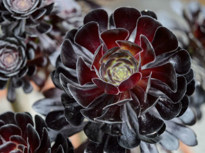 rose aeonium care roses grow succulents succulent worldofsucculents plants flower planting dark flowers garden gardenersworld via water